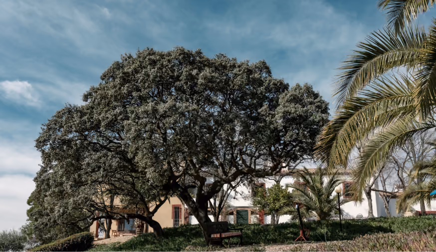 Encina centenaria en el parque del dominio