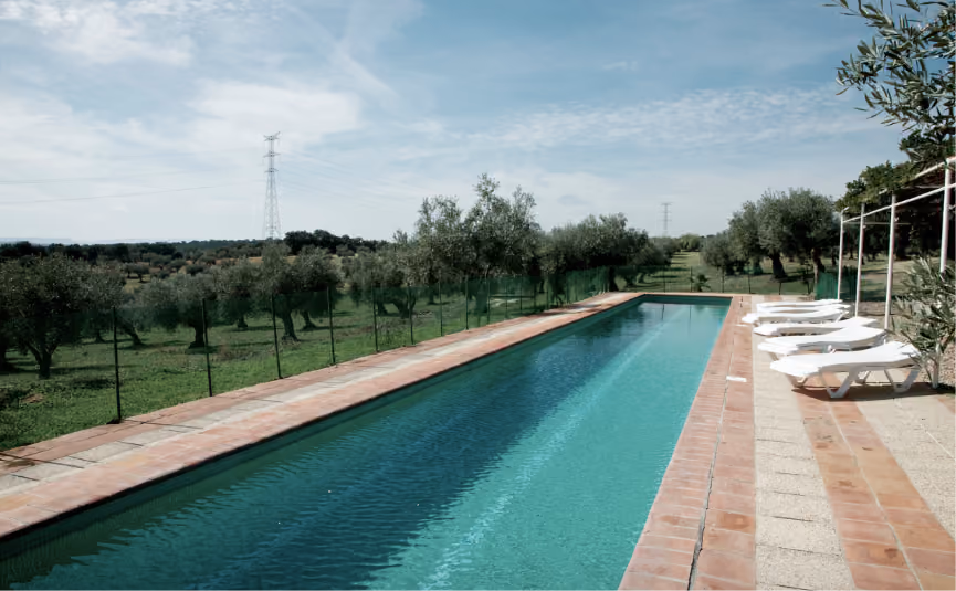 Piscina bordeada de olivos